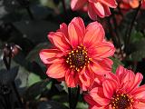 Dahlia D Red_1 